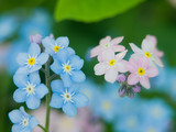 Fototapeta Kwiaty - Flowers forget-me-nots blue and pink as a concept of boy and girl attitude of the sexes of love and harmonious relations in the family