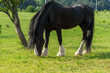 Black friesian horse on clovers meadow