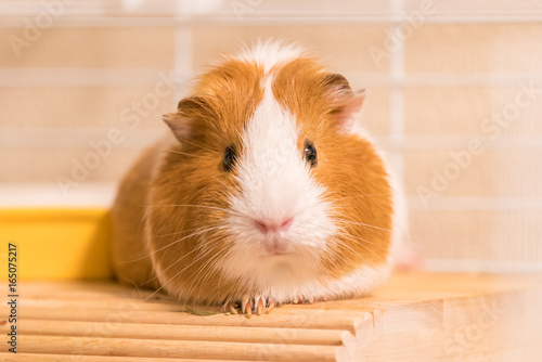 モルモット イングリッシュ 茶 白 Buy This Stock Photo And Explore Similar Images At Adobe Stock Adobe Stock モルモット イングリッシュ 茶 白 Buy This Stock Photo And Explore Similar Images At Adobe Stock Adobe Stock