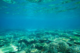Fototapeta Do akwarium - underwater scene with copy space