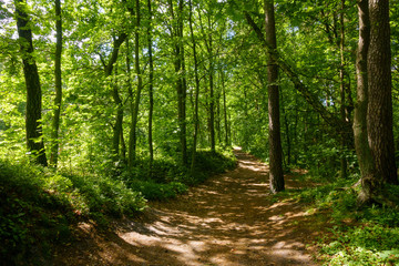 Fototapeta park drzewa ścieżka pejzaż