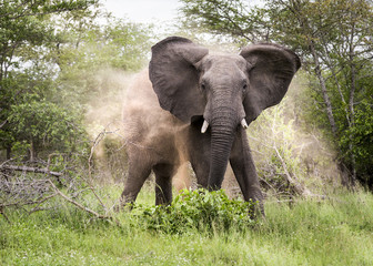 Wall Mural - Elephant and dust cloud 