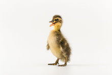 Funny Duckling Of A Wild Duck On A White Background