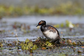 Poster - Black-necked grebe, Podiceps nigricollis