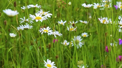 Wall Mural - Closeup view of many wild plants of different kinds moving in wind on summer day. Daisies and other growth in countryside area. Real time full hd video footage.