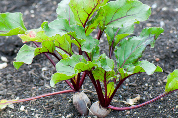 Beetroot