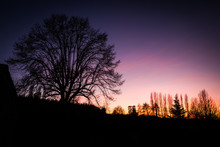 Trees Silhouetted Against A Purple Sunset, Couture, France