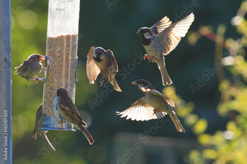 Fotomural Group of sparrows eating seeds from garden bird feeder on a sunny morning