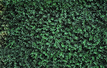 Green Bush As Background