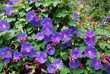 Ipomoea indica blue flowers blossom.