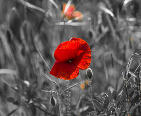 Flowers Red poppies blossom on wild field