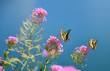 papilio machaon - Schwalbenschwanz Schmetterlinge auf Futterpflanze