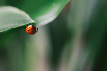 A Ladybug On Her Way Out Of The Scene