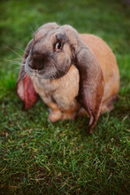 Long Eared Rabbit 