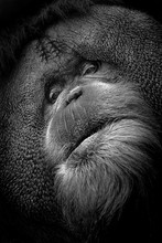 Male Orangutan Portrait
