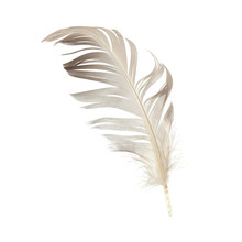 Feather Isolated On A White