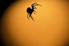 Spider Silhouette On An Orange Background. The Walnut Orb-weaver Spider
