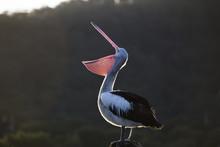 Light Outlined Australian Pelican