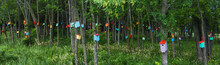 Birdhouse Forrest  With Many Brightly Colored Birdhouses  Built To Attract Tree Swallows  In Order To Control Mosquitoes
