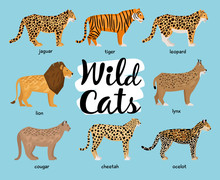 Collection Of Wild Cats