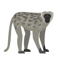 Wall Mural - vervet monkey - representative of primates