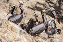 Colourful Pelicans Preening On A Rocky Outcrop