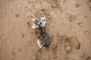 Sand Schnauzer