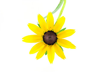 Wall Mural - blooming yellow flower isolated on white background