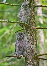 Great Grey Owl 