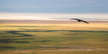 A Lone Eagle Soars High Above The Ngorongoro Crater In Tanzania.
