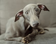 © Marija Anicic/Stocksy - Grey Italian greyhound lying on sofa