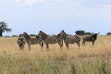 Fototapeta Sawanna - Zèbres ensemble et buffle dans le parc du Tarangire, Tanzanie