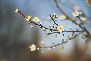Cherry blossom tree