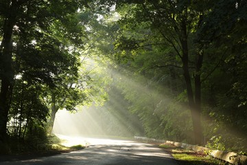 Wall Mural - Rural road through the forest on a foggy morning 