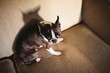 © Punch Photographic/Stocksy - a boston terrier sitting on a couch looking defensive