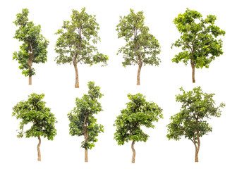 Wall Mural - Collection Off Green Trees Isolated On White Background, Tropical Trees Isolated Used For Design, Advertising And Architecture.