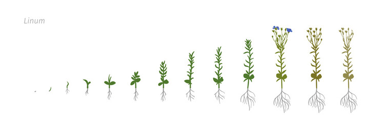 Poster - Flax Linum usitatissimum Growth stages vector illustration