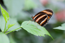 Beautiful Butterfly On A Leaf