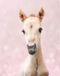 Cute newborn foal on a pink background