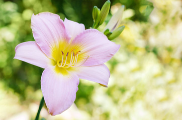 Natural summer background with beautiful flower Daylily