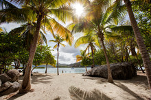 Tropical Green Palm Trees On A White Sandy Beach In The Caribbean