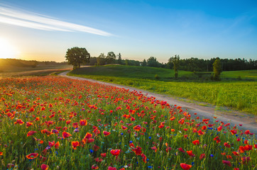 Red Wild poppies in the meadow at sunset, amazing background photo. To jest Polska – Mazury