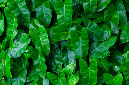 Low Key Lighting Nature Background Green Leaves In Natural