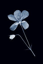 Herbarium Collection, X-ray Effect