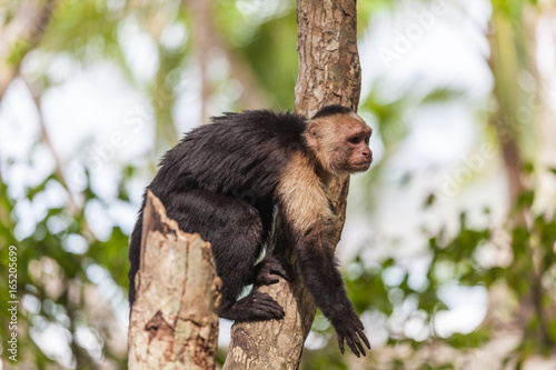 Fotografia, Obraz White-headed capuchin in Manuel Antonio National Park, Costa Rica