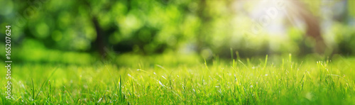 Fotomural Fresh green grass background in sunny summer day