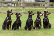 Five Manchester Terriers sitting side by side in a field looking to the right