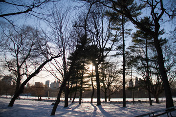 Wall Mural - Silhouette trees on snow before sunset