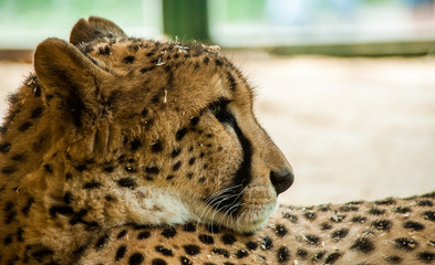 Wall Mural - male cheetah taking rest 2