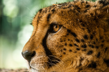 Wall Mural - taunting the cheetah